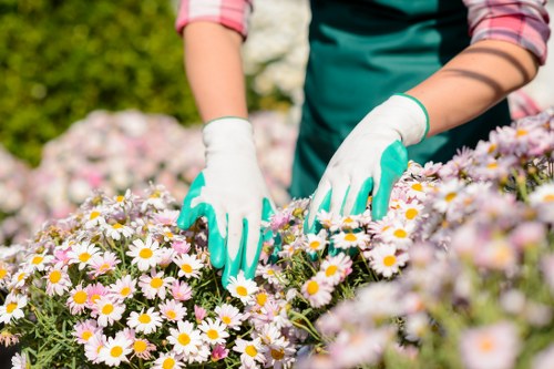 Seasonal garden care with pruning and leaf clearance in Cockfosters