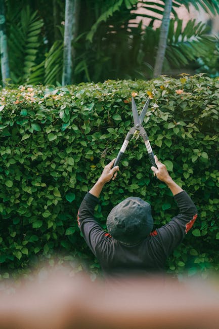 A gardener from Gardeners Cockfosters is trimming a dense, green hedge in a landscaped garden during daylight hours. The hedge appears lush with small, vibrant leaves, some of which are being cut with
