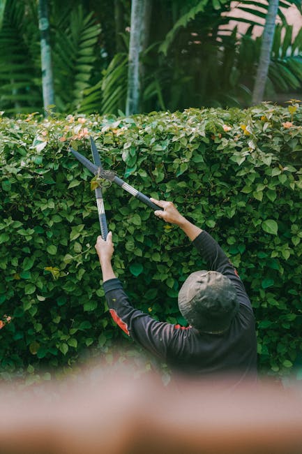 A gardener from Gardeners Cockfosters is trimming a dense, green hedge in a landscaped garden during daylight hours. The hedge appears lush with small, vibrant leaves, some of which are being cut with