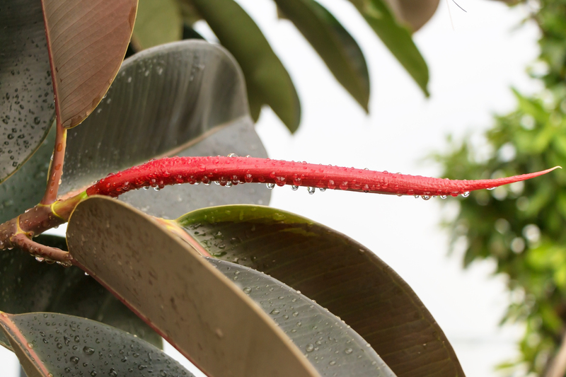 garden design Garden